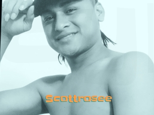 Scottrosee